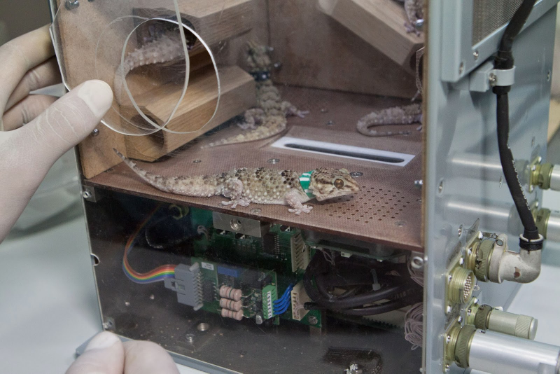 Illustration for article titled Russia's Space Agency Is Helping Geckos Get It On In Microgravity